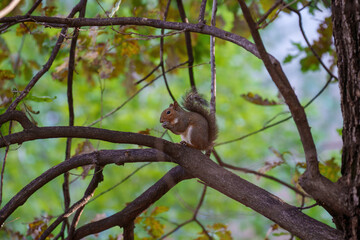 A squirrel of Milan, Italy