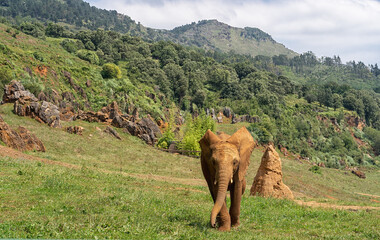 Image of a baby elephant in a zoo