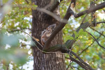 Fototapeta premium A squirrel of Milan, Italy