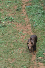 Image of an adult grizzly bears in a zoo