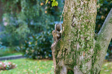 A squirrel of Milan, Italy