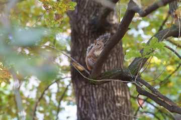A squirrel of Milan, Italy