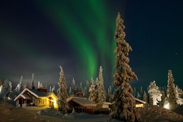 christmas tree at night full of snow with aurora borealis on the horizon, Finland 