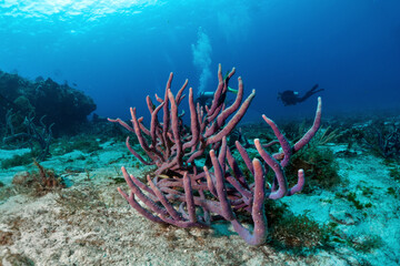 Fototapeta na wymiar Scuba diving Cozumel reefs and animals 