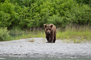 Young Grizzly at Crescent Lake, Alaska, US
