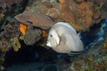 Scuba diving Cozumel reefs and animals
