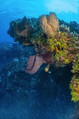 Naklejka na ściany i meble Scuba diving Cozumel reefs and animals 