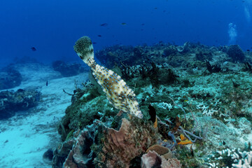 Scuba diving Cozumel reefs and animals
