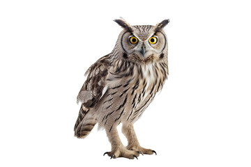 Realistic owl standing, detailed on a transparent background