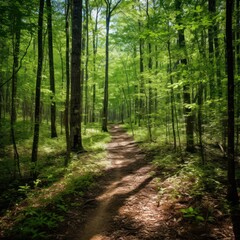  a dirt path in the middle of a forest with lots of trees and grass on both sides of the path.