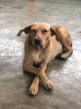 dog in a shelter/ rescued dog