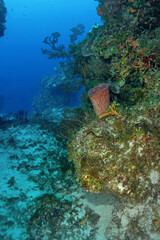 Scuba diving Cozumel reefs and animals
