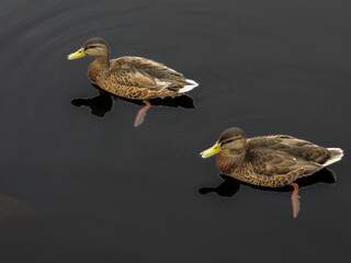 Zwei Enten, die Auf dem See ihre Runden geschwommen sind. 