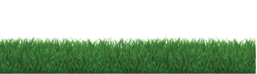 Fototapeta premium green grass background