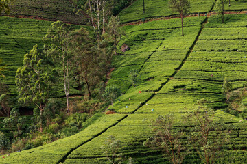 Landscape of Tea plantation in Sri Lanka (Ceylon), green fields with tea plant, detail of tea...
