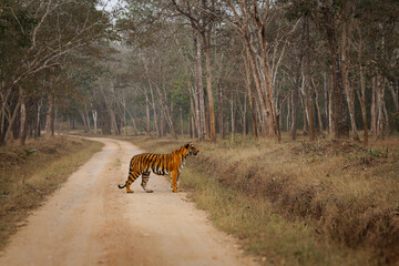Bengal Tiger - Panthera tigris tigris the biggest cat in wild in Indian jungle in Nagarhole tiger reserve, hunter in the greeen jungle, face to face view. Tiger on the road in India - 715106495