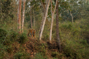 Bengal Tiger - Panthera tigris tigris the biggest cat in wild in Indian jungle in Nagarhole tiger reserve, hunter in the greeen jungle, face to face view - 715106613