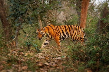 Naklejka na ściany i meble Bengal Tiger - Panthera tigris tigris the biggest cat in wild in Indian jungle in Nagarhole tiger reserve, hunter in the greeen jungle, face to face view