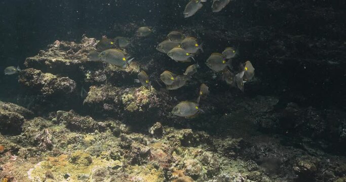 Group of gold saddle rabbitfish hover in a dark spot of the water.