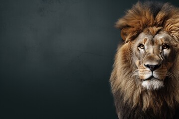  a close up of a lion's face on a dark background with only one eye on the lion's head.