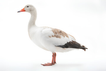 goose on a white background