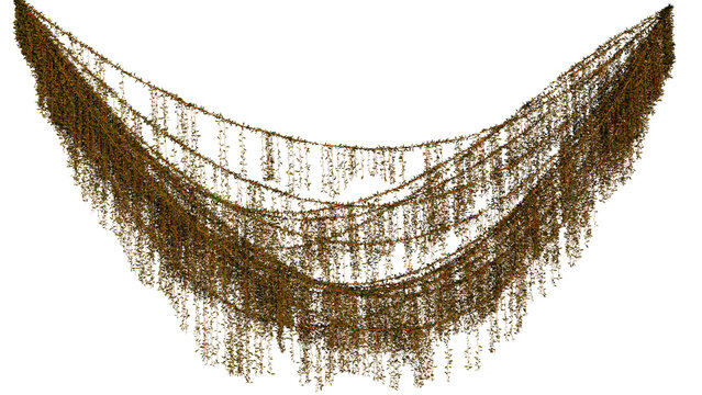 Liane 3D fond transparent 