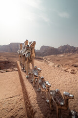 Camellos de bronce en Petra - Jordania - obrazy, fototapety, plakaty
