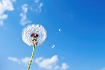 Obraz premium Dandelion Blowing in Wind With Blue Sky Background