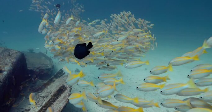 Large amount of Bigeye snapper fish gather above a sunk ship.