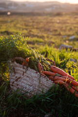 Carrot in basket farm at harvest time