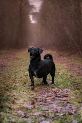 Mały piesek, kundelek, sesja z śmiesznym uśmiechem © Mypixel