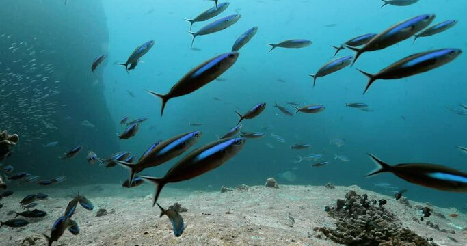 Blue fusilier fish swimming above seabed in the Andaman Sea.
