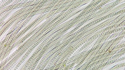 Obraz premium Freshwater cyanobacteria, Oscillatoria sp. Fresh sample. 920x magnification. Selective focus image