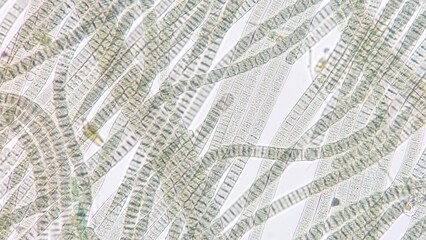 Obraz premium Freshwater cyanobacteria, Oscillatoria sp. Fresh sample. 920x magnification. Selective focus image
