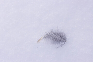 Daunenfeder eines Vogels auf der geschlossenen Schneedecke