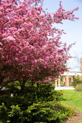 Naklejka premium Blooming apples trees in a park