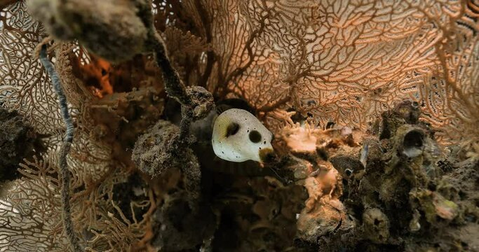 Masked pufferfish lost in the center of a charming fire coral reef.