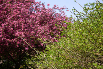Fototapeta na wymiar Red and pink trees