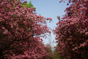 Blooming pink tree during springtime