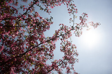 Blooming pink tree during springtime