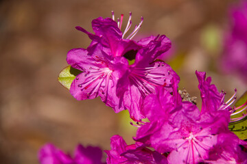 Close up of purple flower