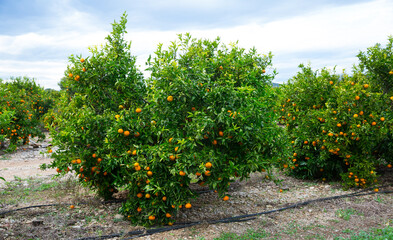 Fototapeta na wymiar View of ripe mandarin oranges on trees on fruit farm