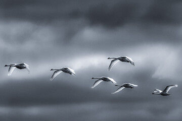 Cygnes volent  