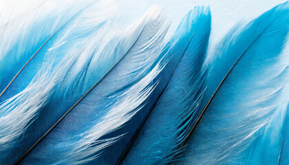Beautiful abstract blue feathers on white background, feather texture, background, feather wallpaper