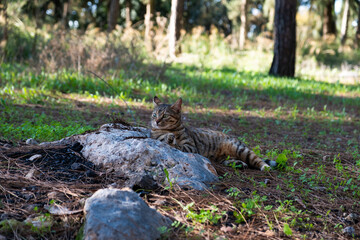 Tabby cat lounging on a rock in Beit Shemen forest, Jerusalem, Israel, surrounded by greenery and trees