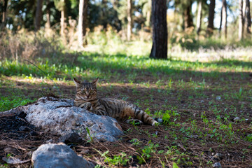 Fototapeta na wymiar Tabby cat lounging on a rock in Beit Shemen forest, Jerusalem, Israel, surrounded by greenery and trees