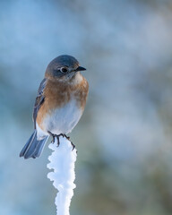 Bluebird