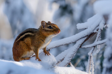 chipmunk in the snow
