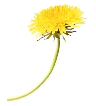 Yellow flowers of the dandelion