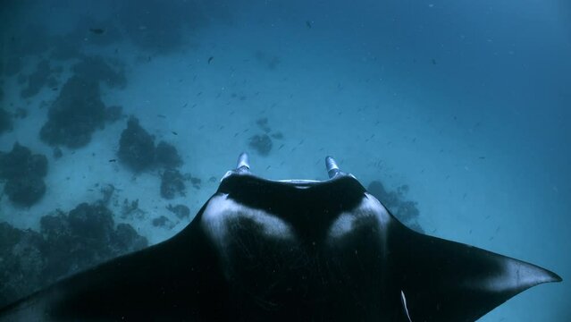A large Manta Ray enters frame and swims below viewer with a remora fish stuck to its back